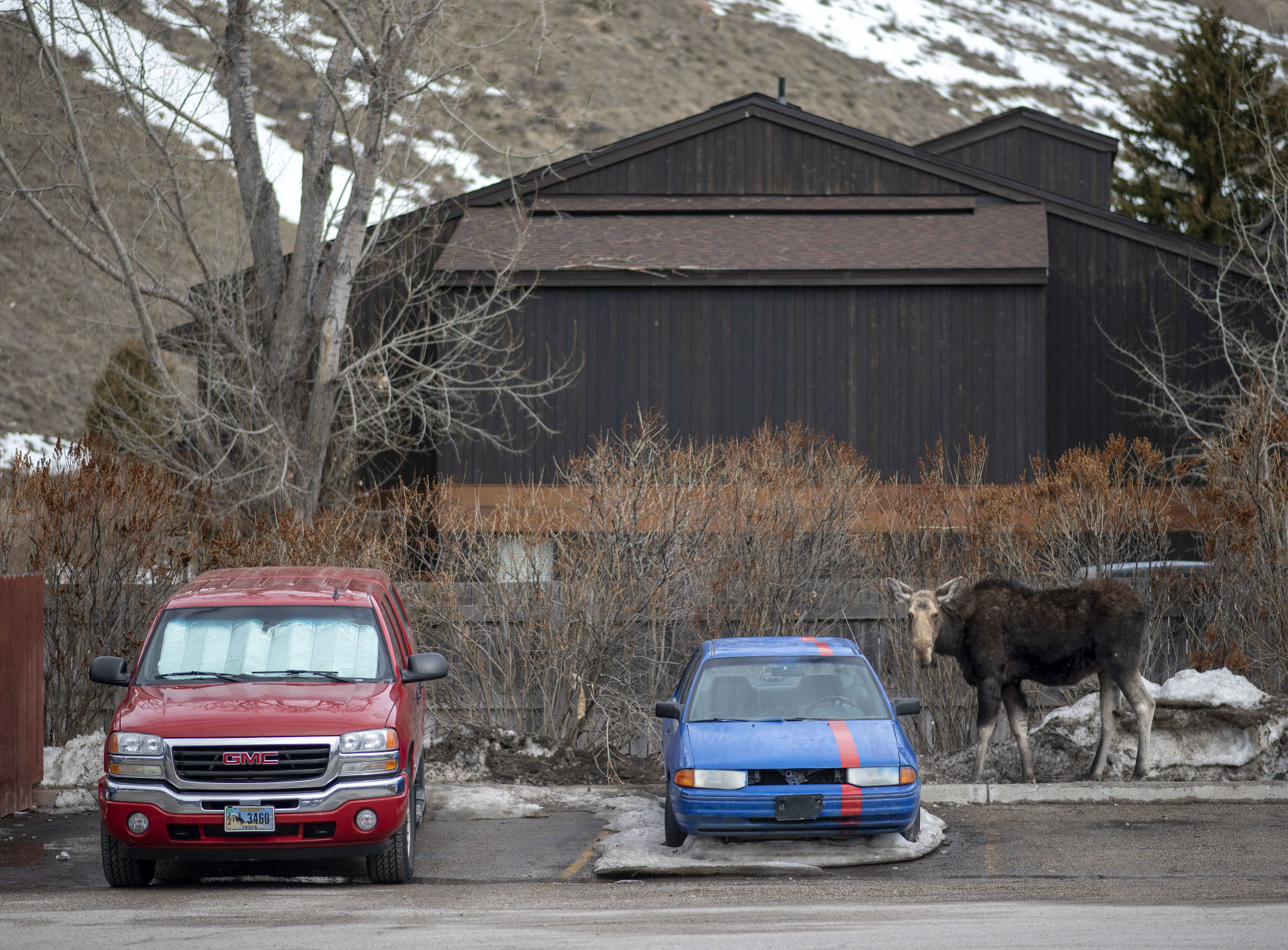 Moose in the Loaf 'N Jug parking lot